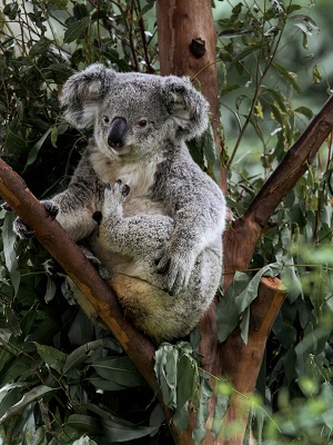 Koala Bear in Australia