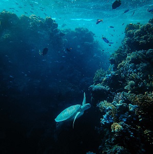 turtle in the sea near Great Barrier Reef